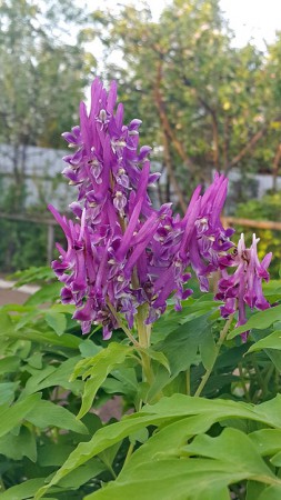 ХОХЛАТКА МНОГОЦВЕТКОВАЯ (Corydalis multiflora)  